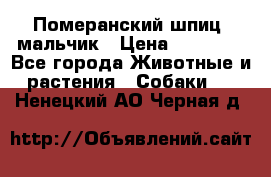 Померанский шпиц, мальчик › Цена ­ 35 000 - Все города Животные и растения » Собаки   . Ненецкий АО,Черная д.